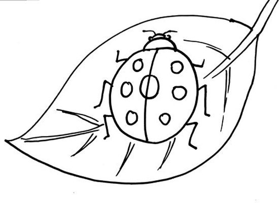 七星瓢虫简笔画